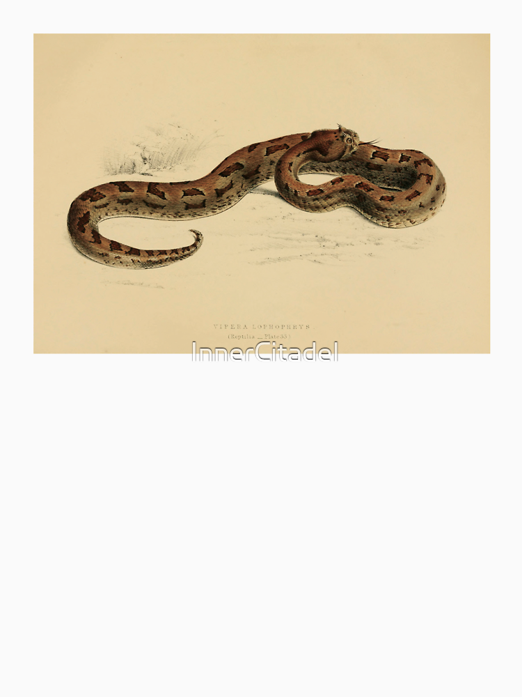 Vintage Viper Scientific Illustration Venomous Snake By Innercitadel