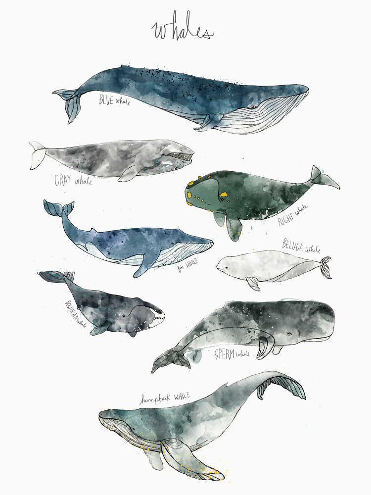 Whales By Amyhamilton