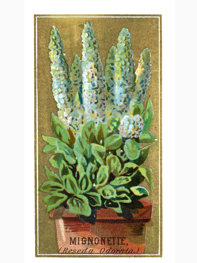 Mignonette Reseda Oderata Chromolithograph By Mamiespaw