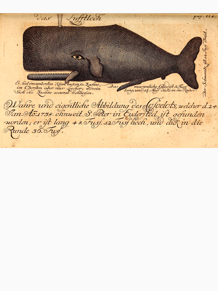 Whale Illustration From 1746 By Luumaa