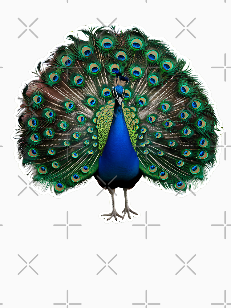 The Beautiful Peacock Bird By Radiantrevart