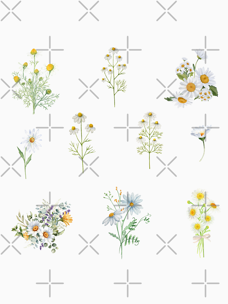 Watercolor Chamomile Flowers By Silviaol